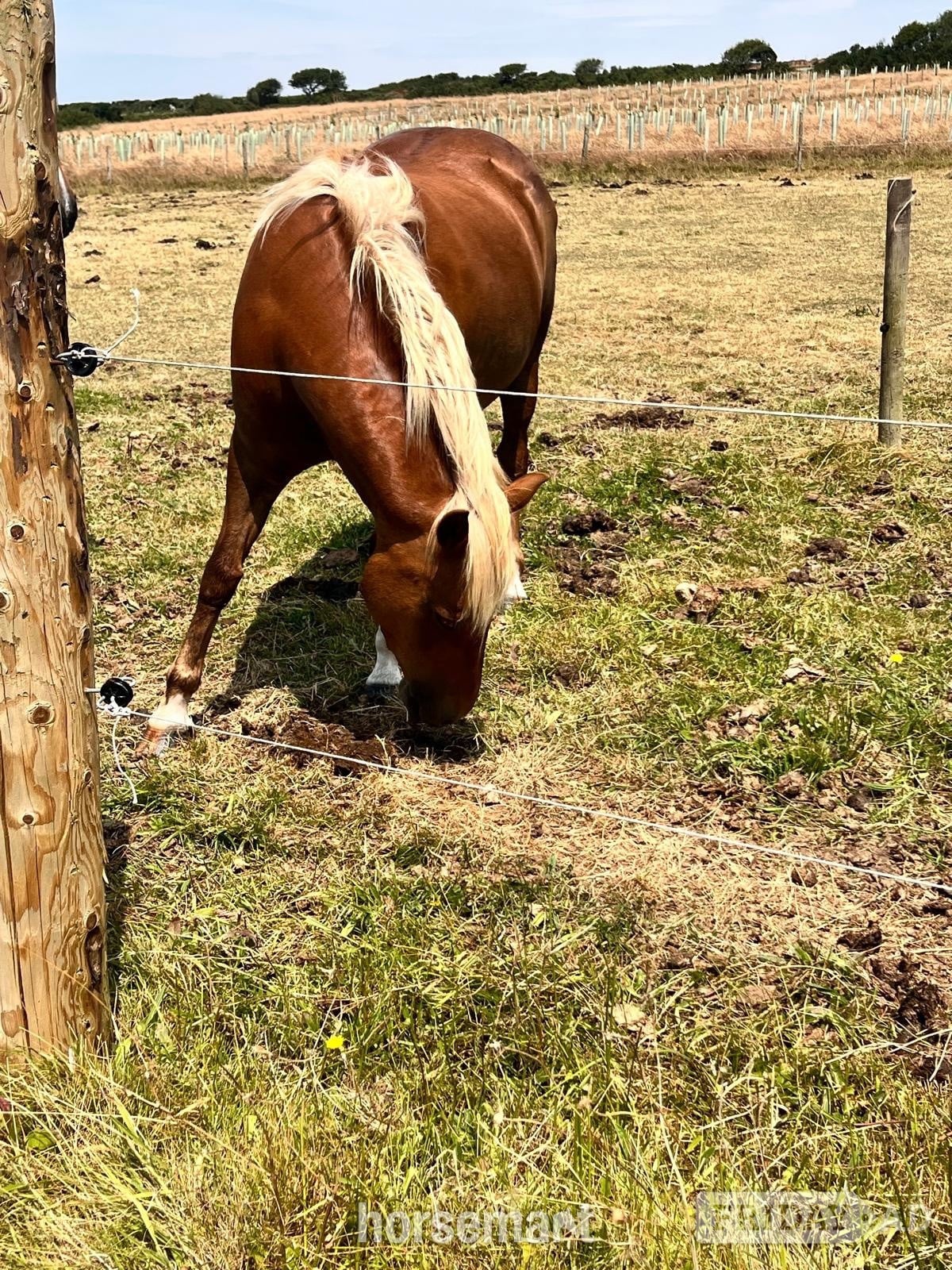 Helston "STAPLEWOOD SIA" Chestnut Mare Pony Club Pony