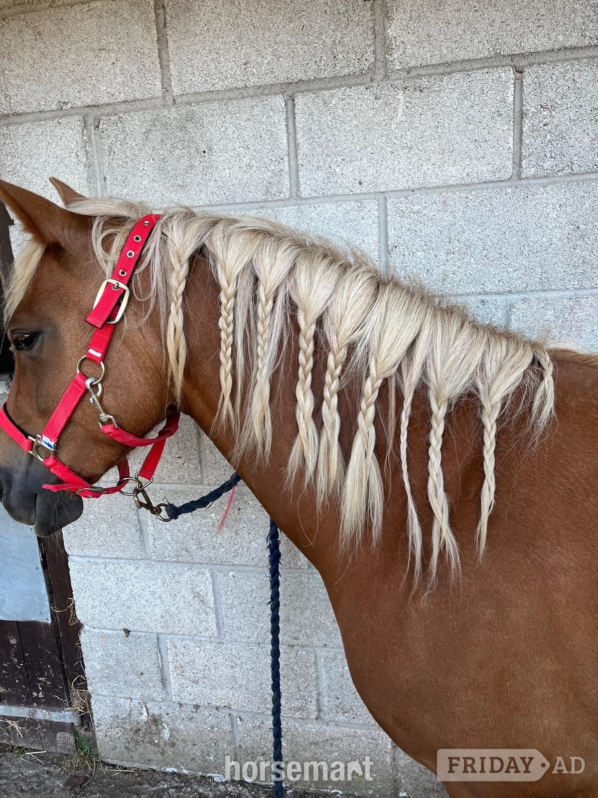 "STAPLEWOOD SIA" Chestnut Mare Pony Club Pony - Horses in Helston