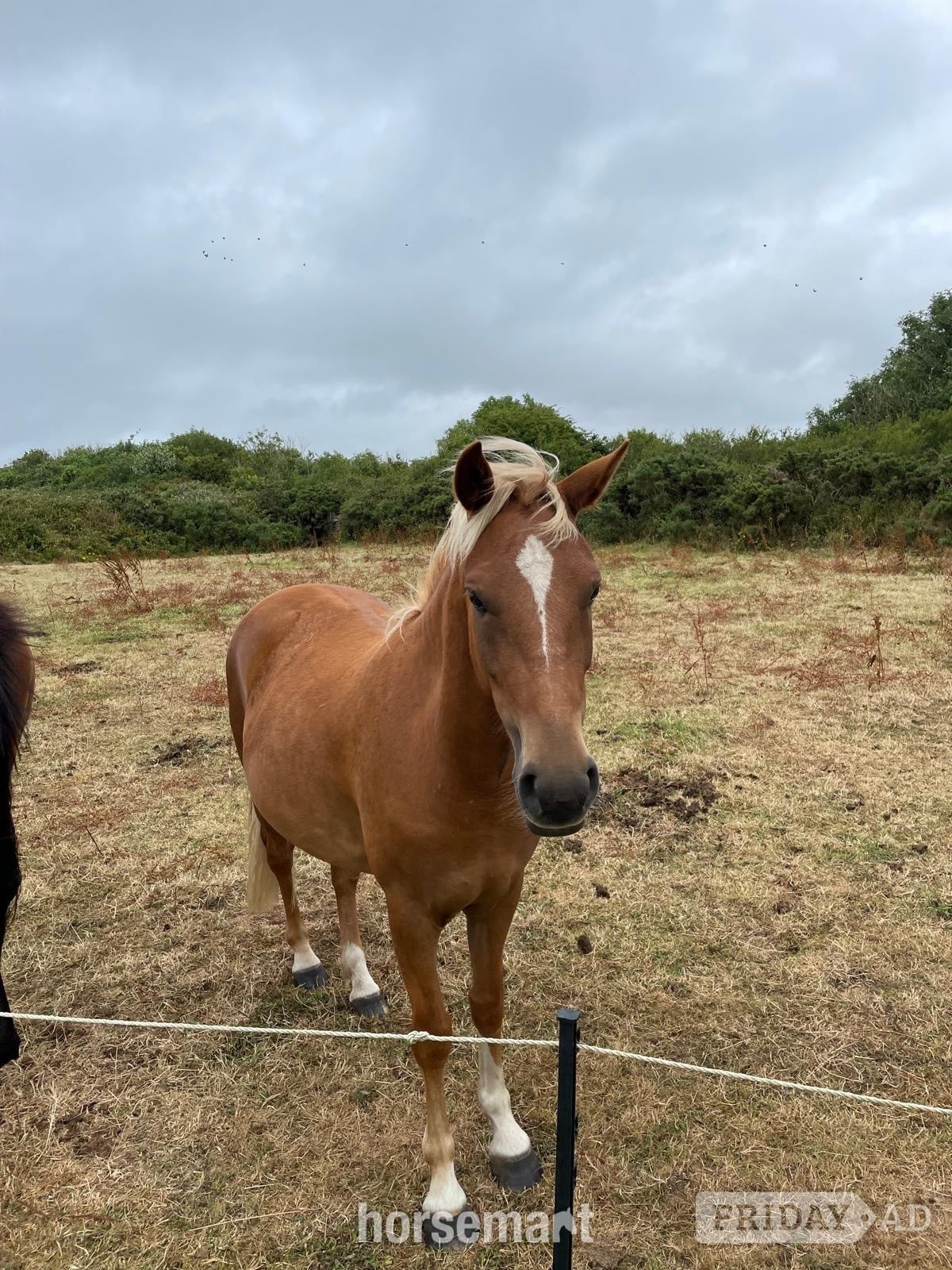 "STAPLEWOOD SIA" Chestnut Mare Pony Club Pony - Horses