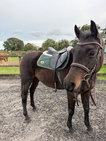 "Wispa (carrhouse gypsy moon)" Bay Mare All Rounder