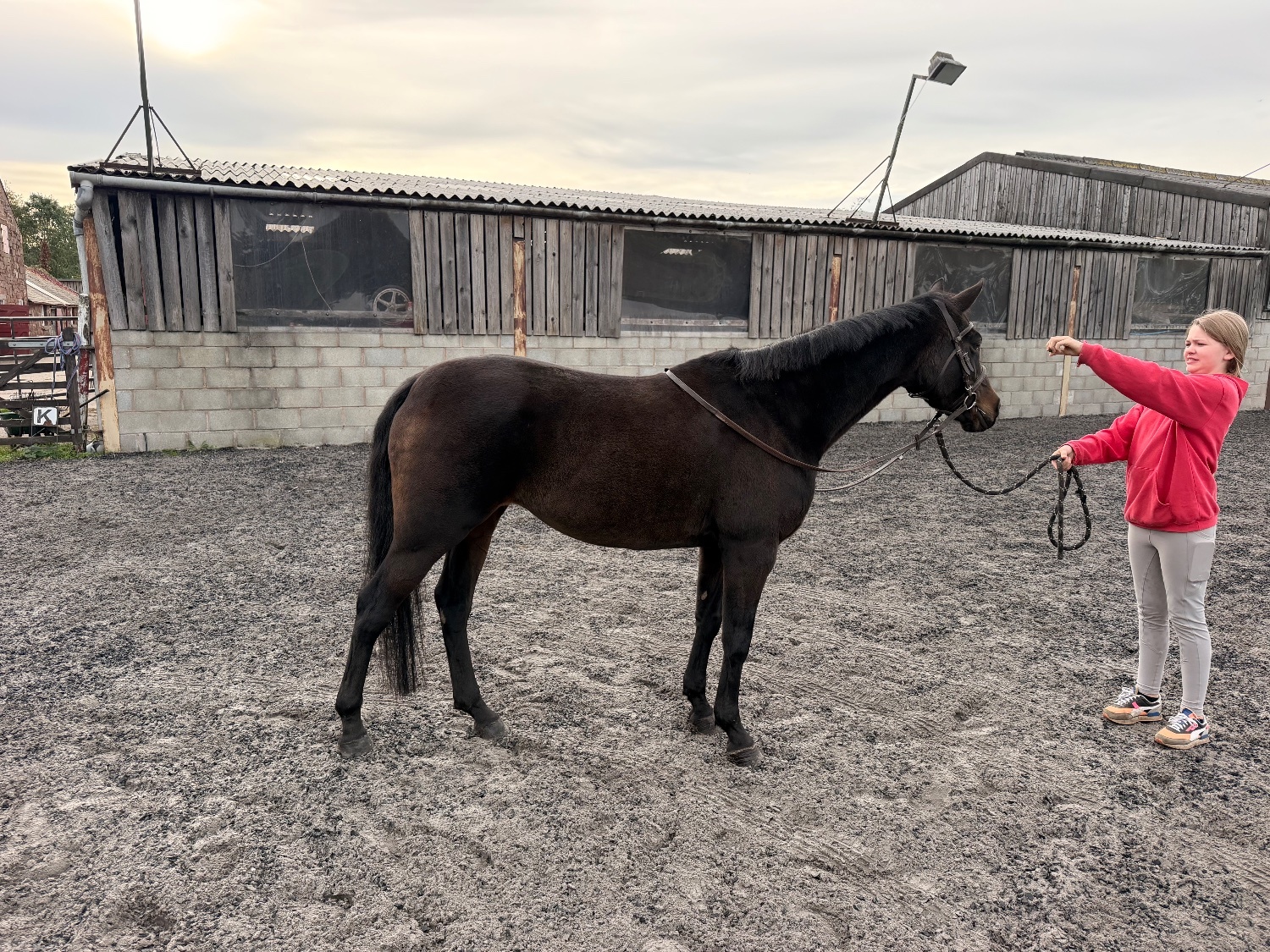 "Wispa (carrhouse gypsy moon)" Bay Mare All Rounder