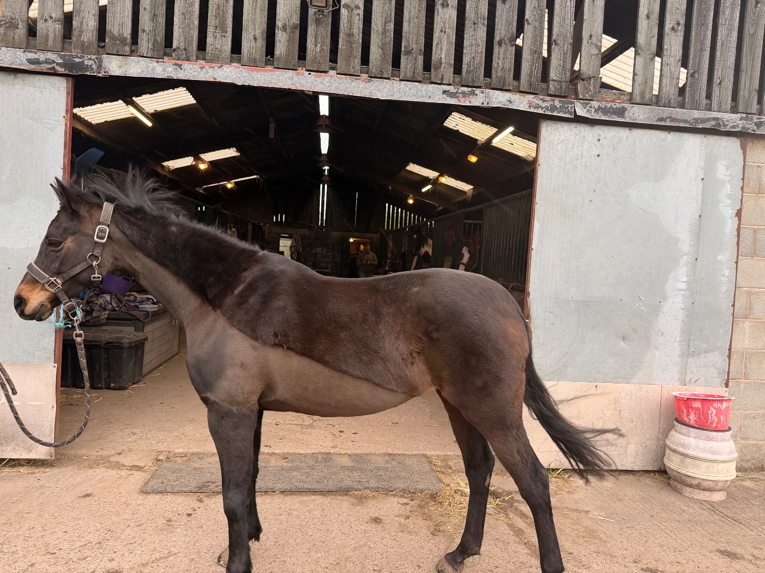 Chester "Wispa (carrhouse gypsy moon)" Bay Mare All Rounder