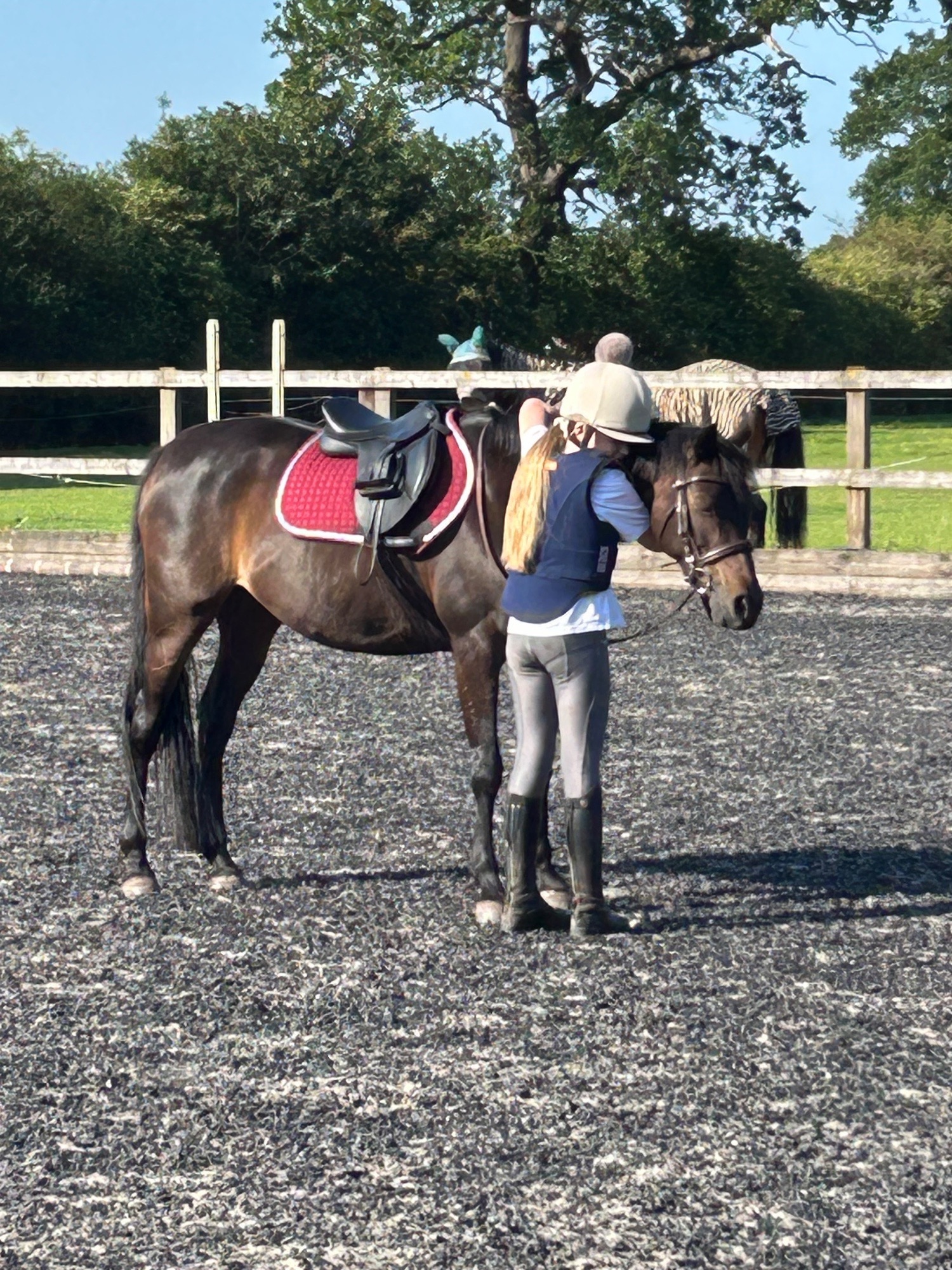 "Wispa (carrhouse gypsy moon)" Bay Mare All Rounder - Horses in Chester
