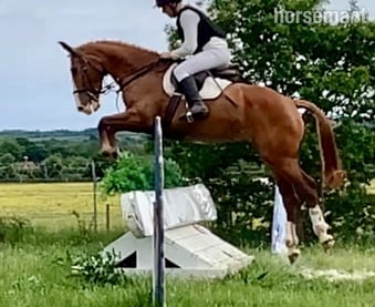 "Gilly" Chestnut Mare Riding Club Horse