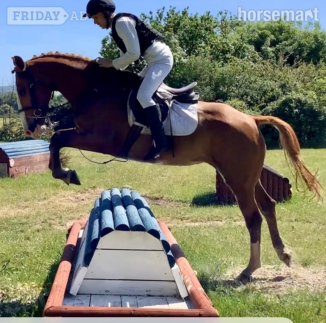 "Gilly" Chestnut Mare Riding Club Horse