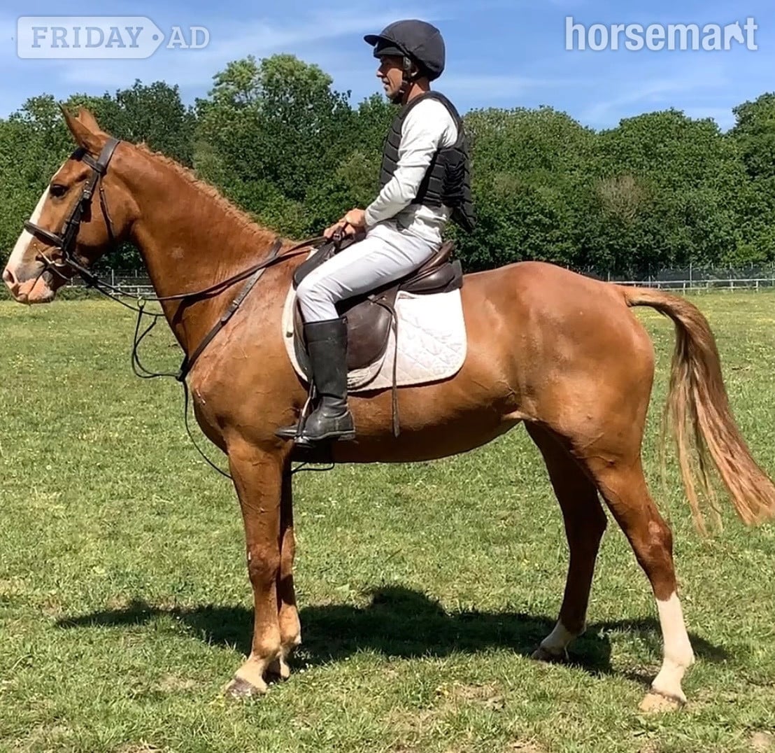 Wool "Gilly" Chestnut Mare Riding Club Horse