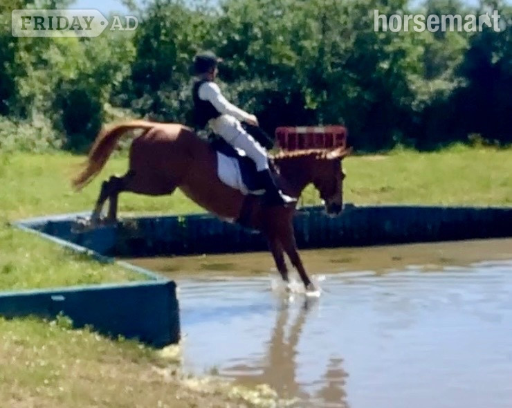 "Gilly" Chestnut Mare Riding Club Horse - Horses in Wool