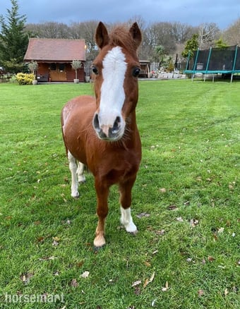 "Basil" Chestnut Roan Gelding Project Horse
