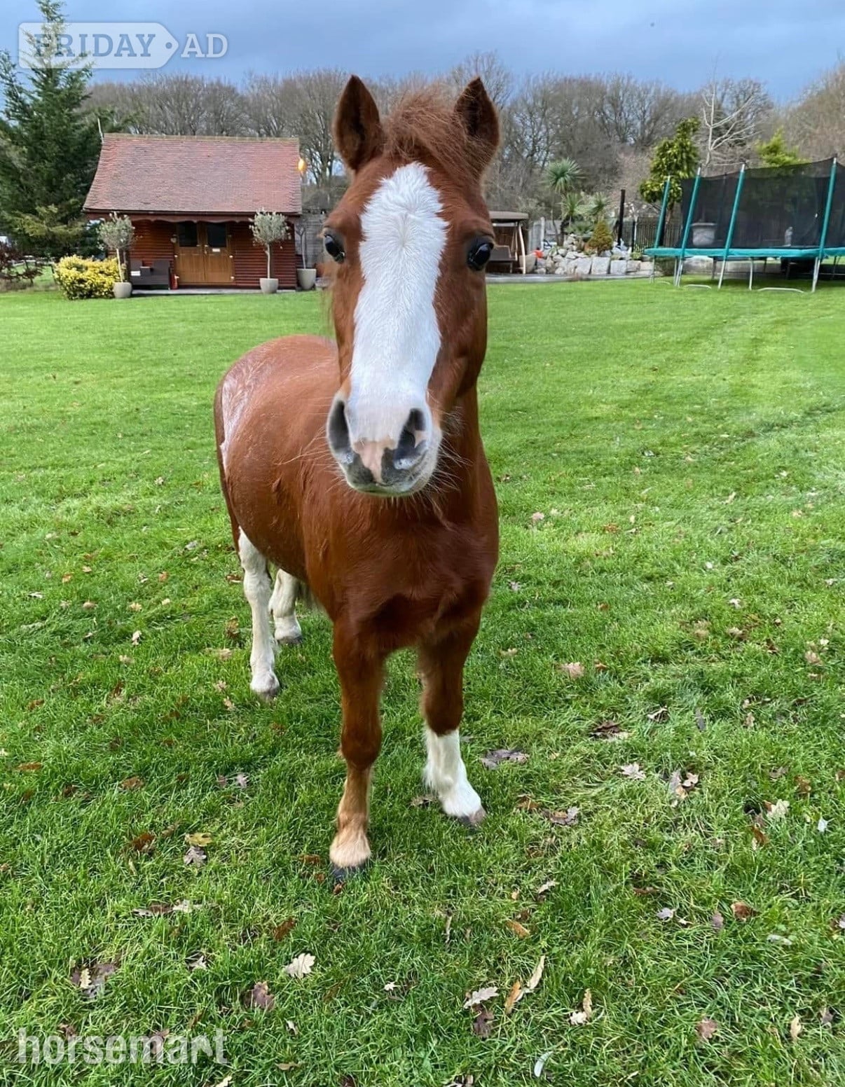 "Basil" Chestnut Roan Gelding Project Horse in Chelmsford
