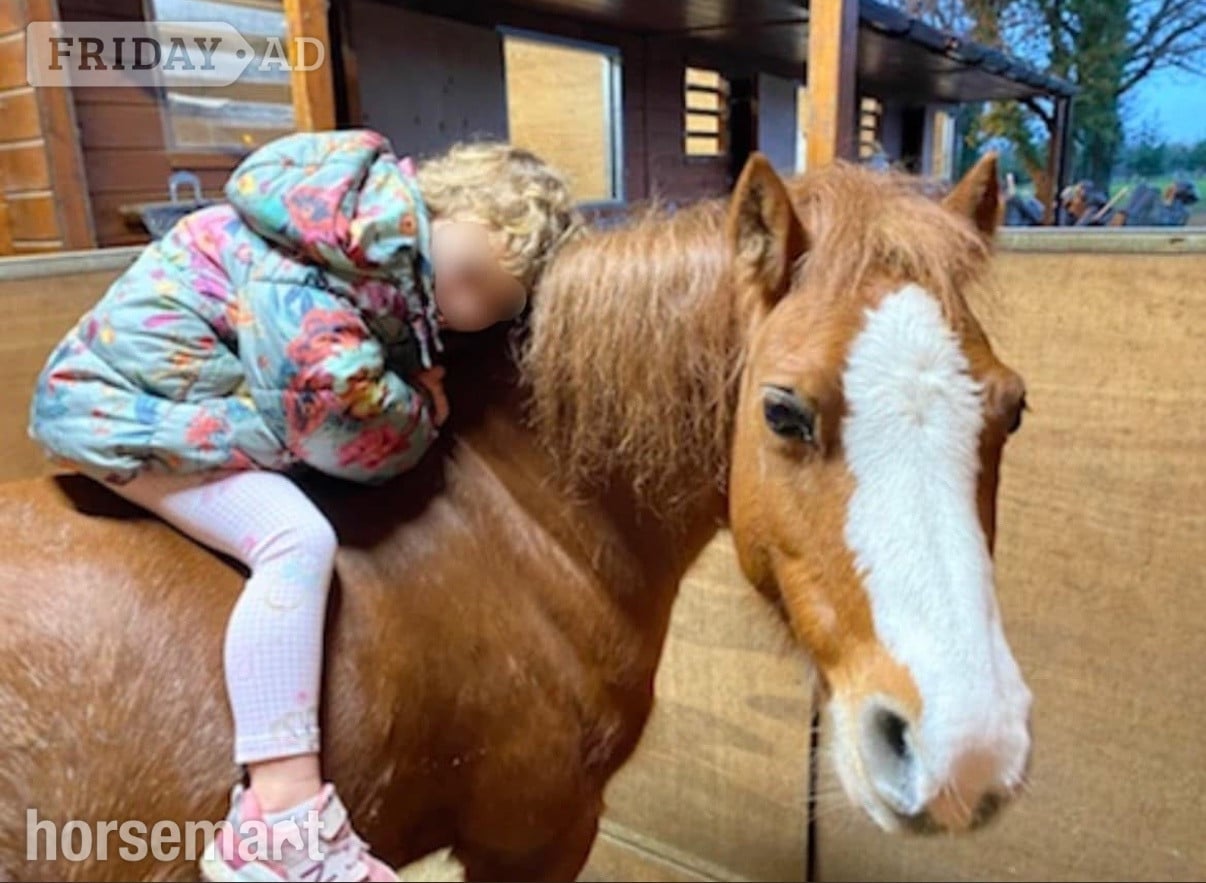 "Basil" Chestnut Roan Gelding Project Horse