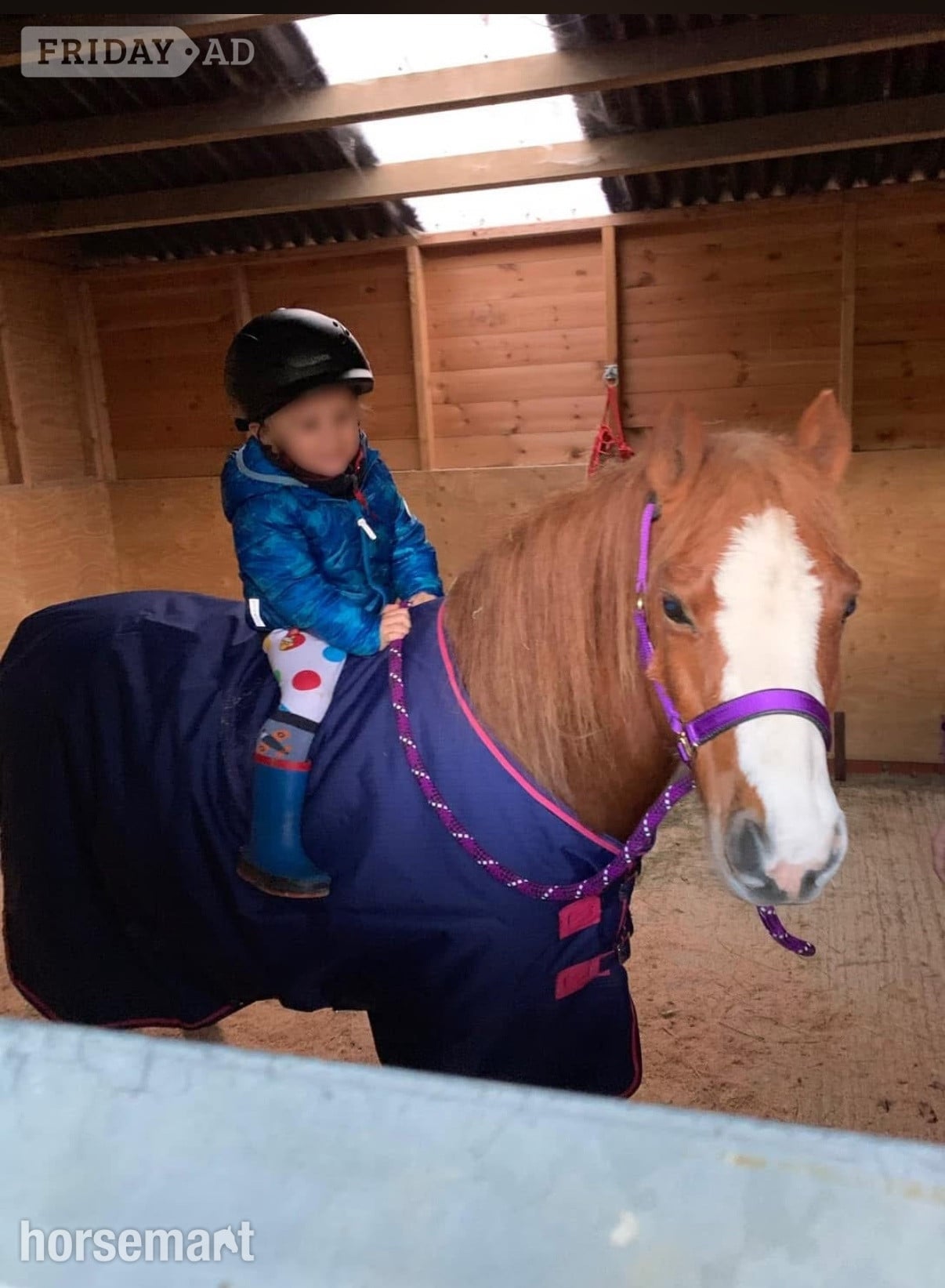 Chelmsford "Basil" Chestnut Roan Gelding Project Horse