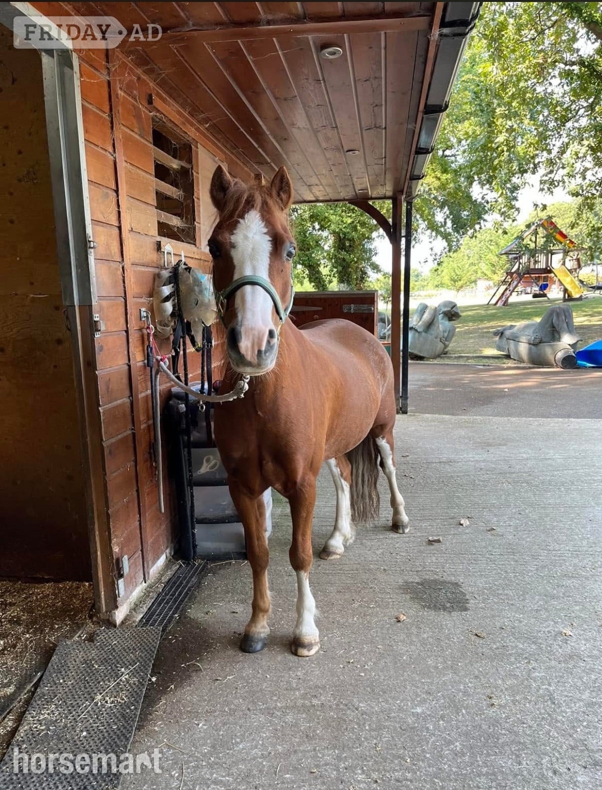 "Basil" Chestnut Roan Gelding Project Horse - Horses in Chelmsford