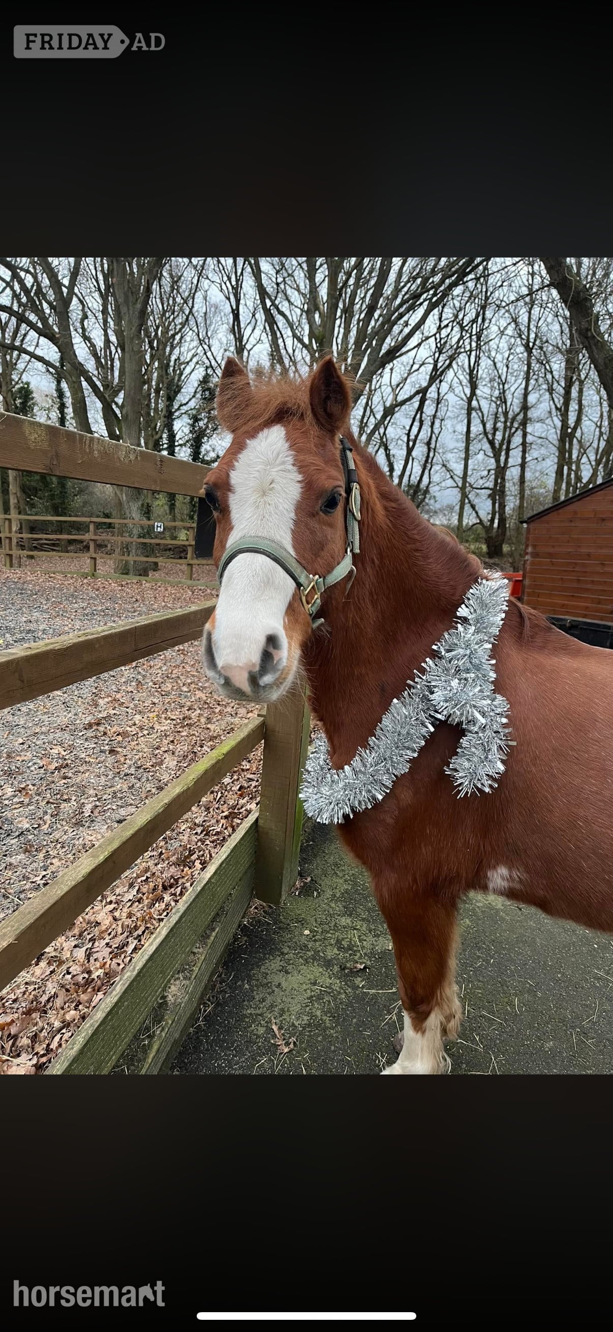 "Basil" Chestnut Roan Gelding Project Horse - Horses