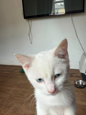Beautiful pure white blue eyed boy 10 weeks old had first jab 