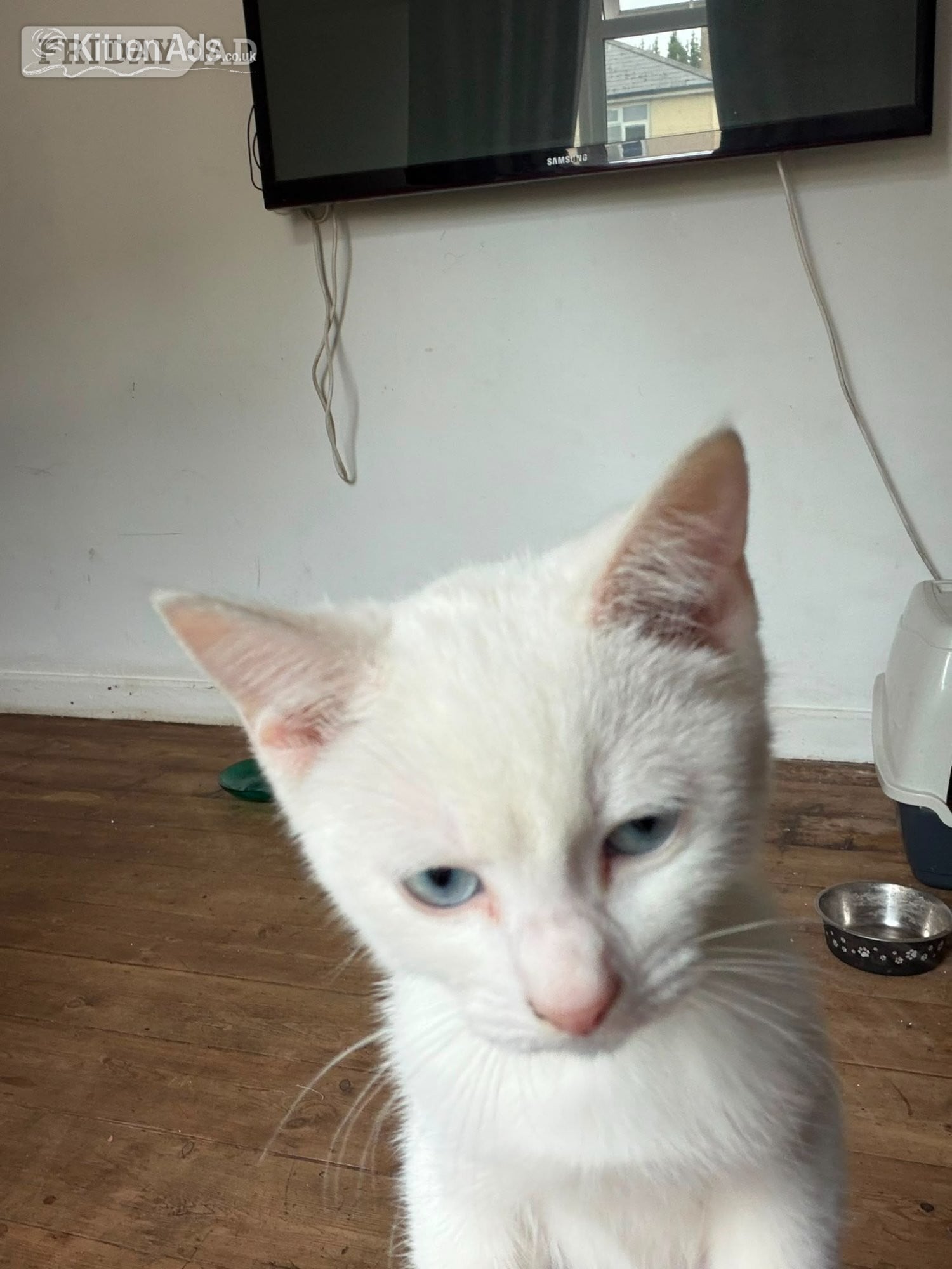 Beautiful pure white blue eyed boy 10 weeks old had first jab 