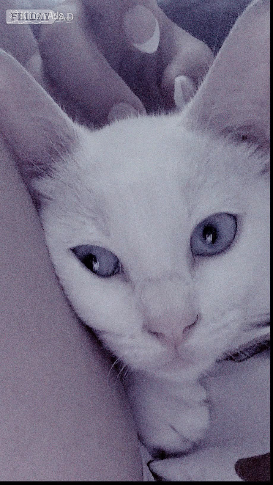 London Beautiful pure white blue eyed boy 10 weeks old had first jab 