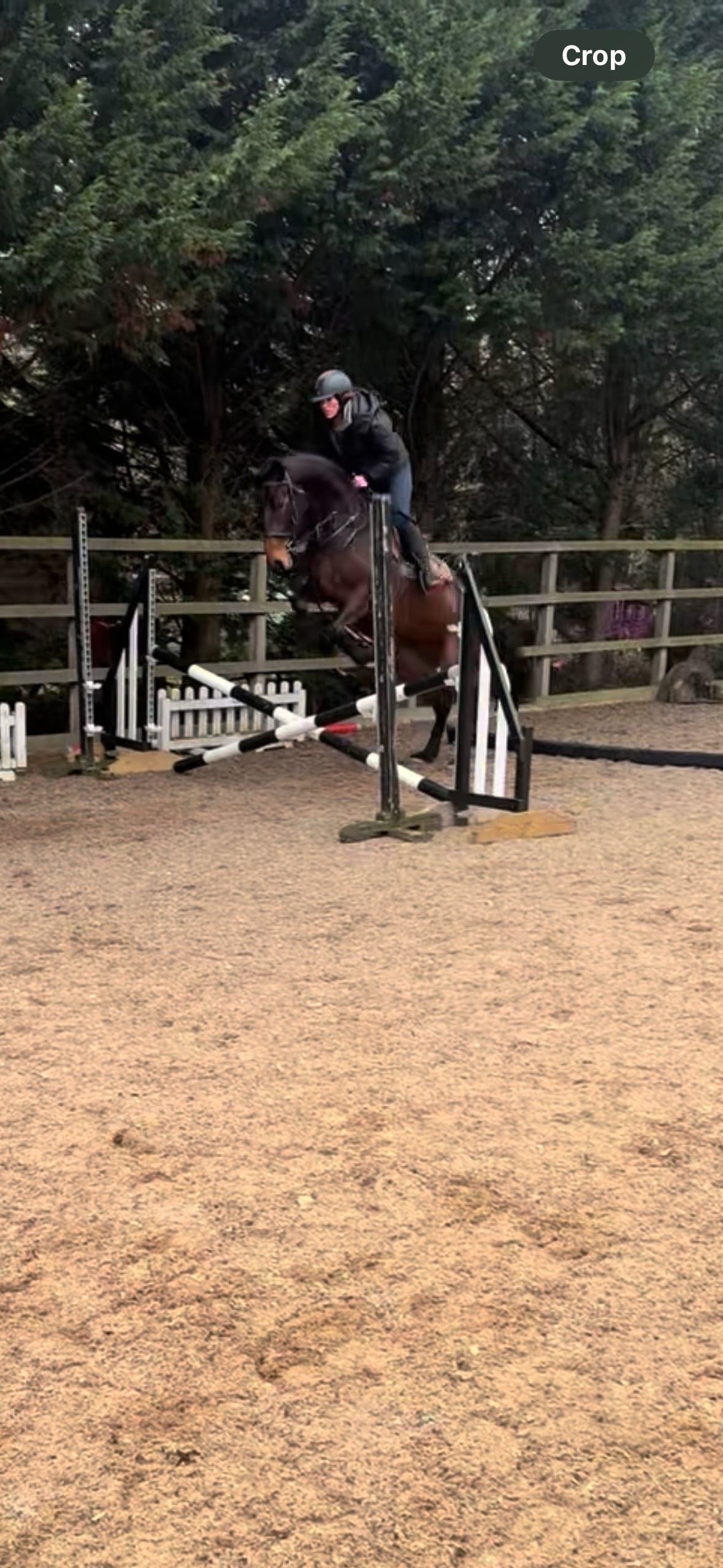 "Butterfly" Bay Mare All Rounder - Horses in Skipton