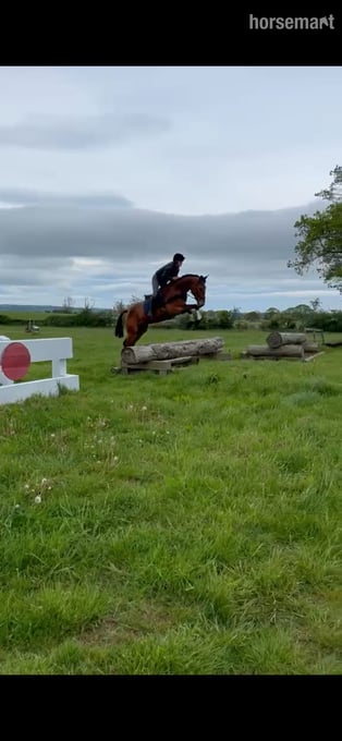 "Banjo" Bay Gelding All Rounder