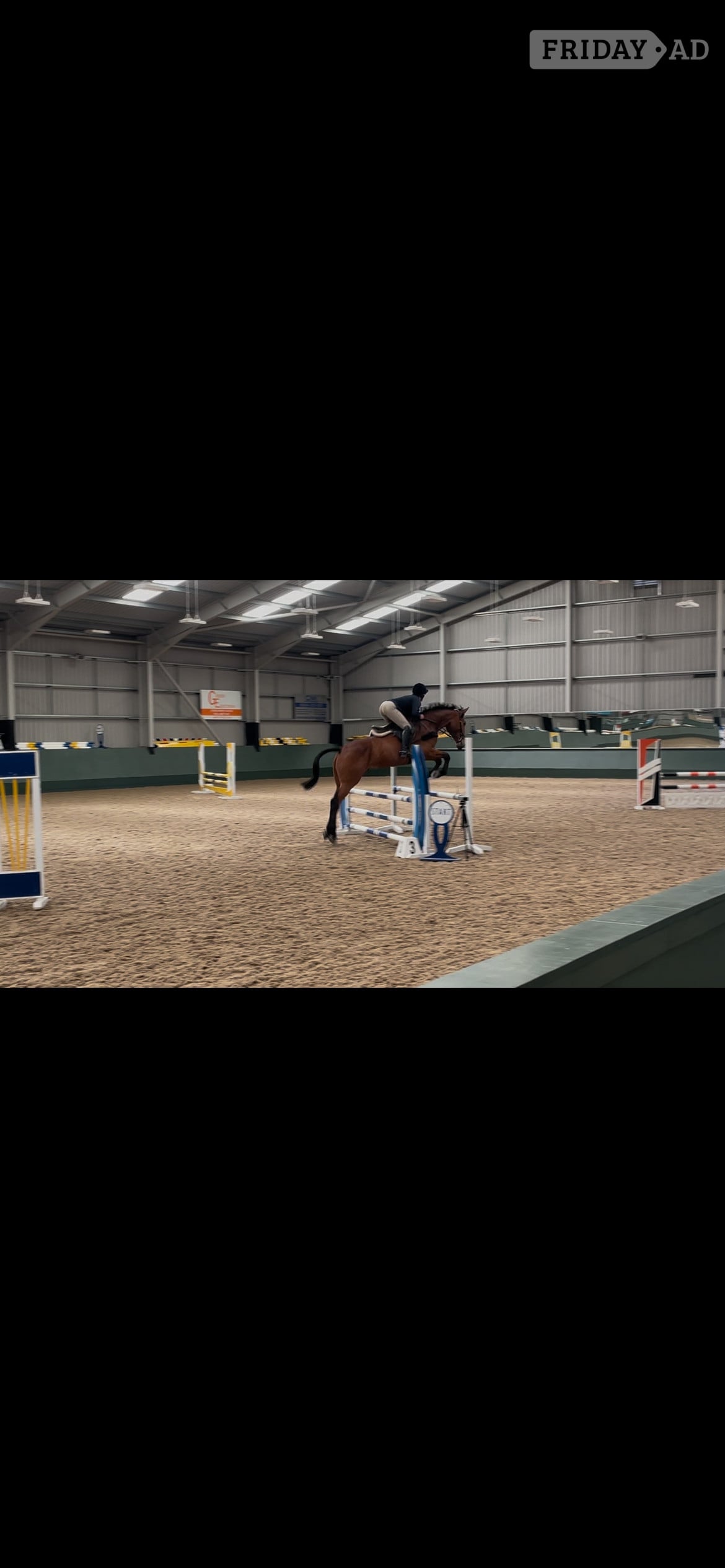 "Banjo" Bay Gelding All Rounder