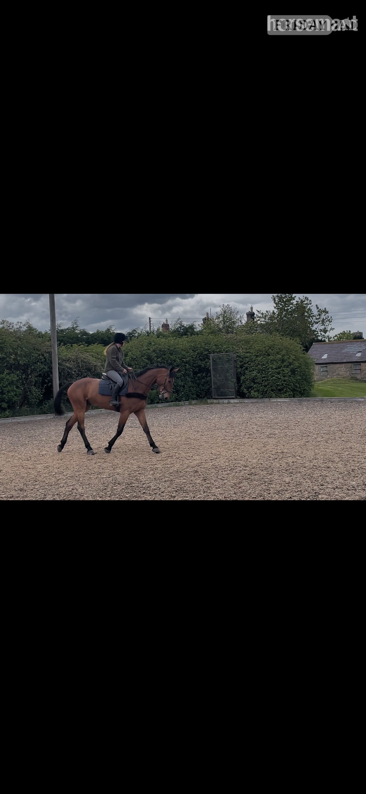 "Banjo" Bay Gelding All Rounder - Horses