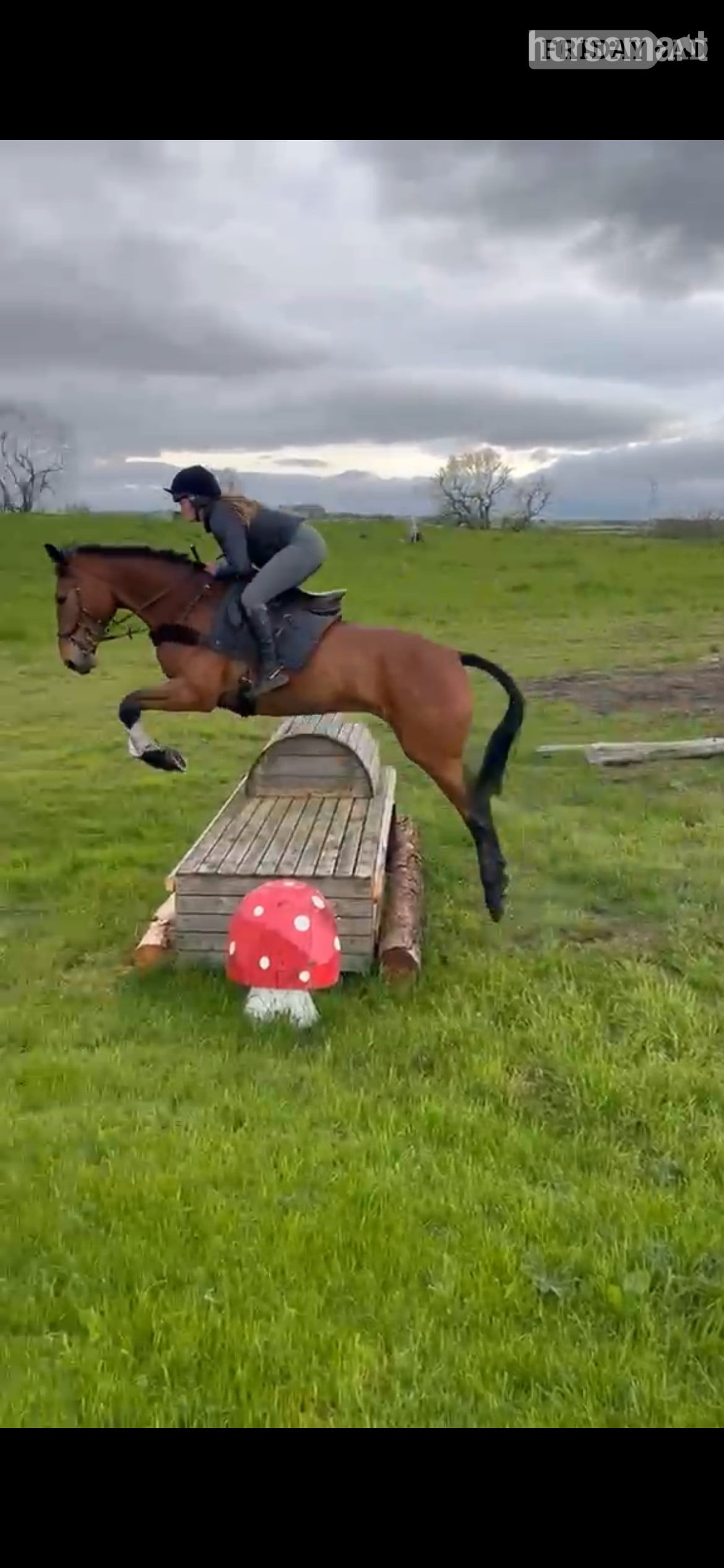 Alnwick "Banjo" Bay Gelding All Rounder