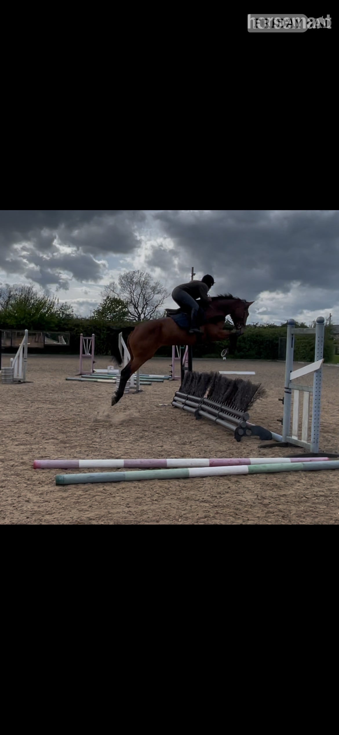 "Banjo" Bay Gelding All Rounder - Horses in Alnwick