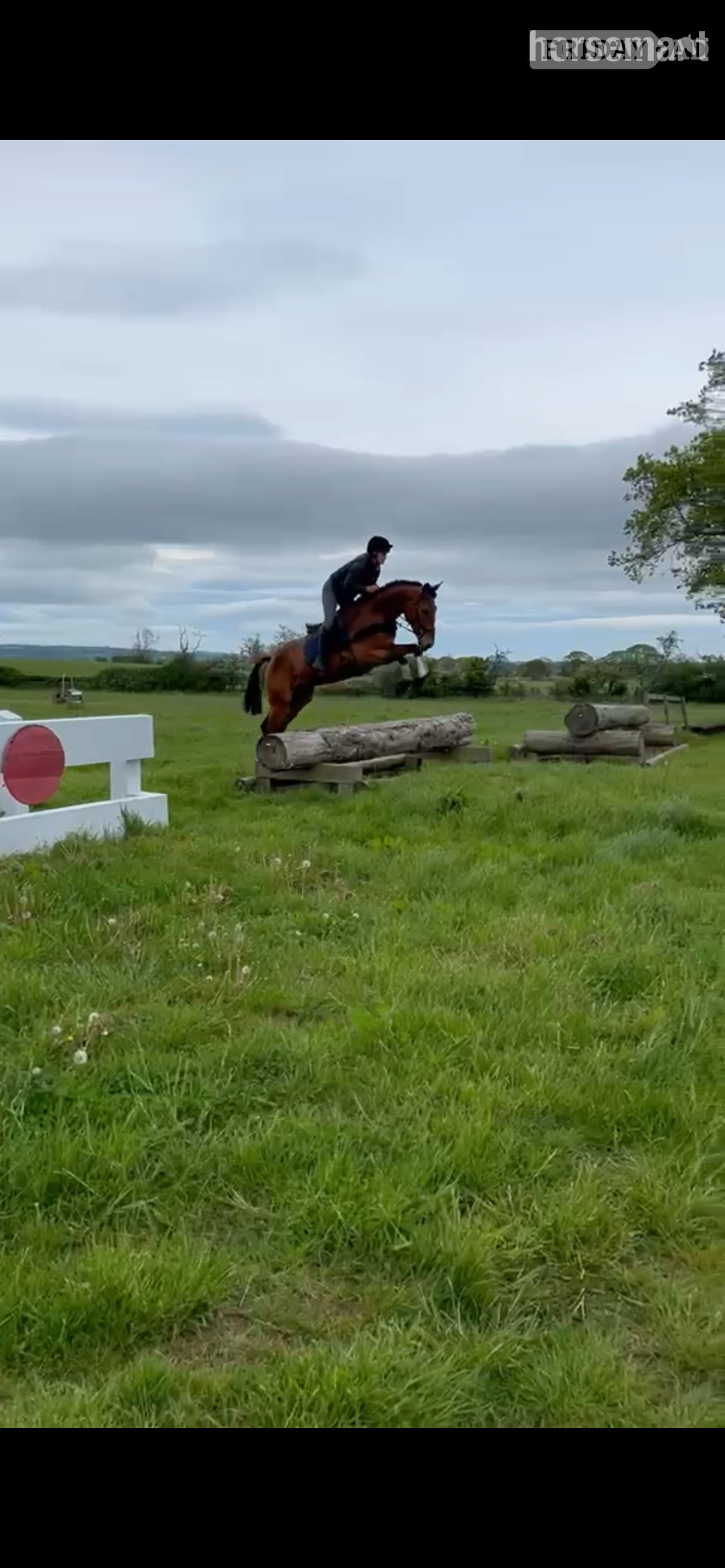 "Banjo" Bay Gelding All Rounder in Alnwick