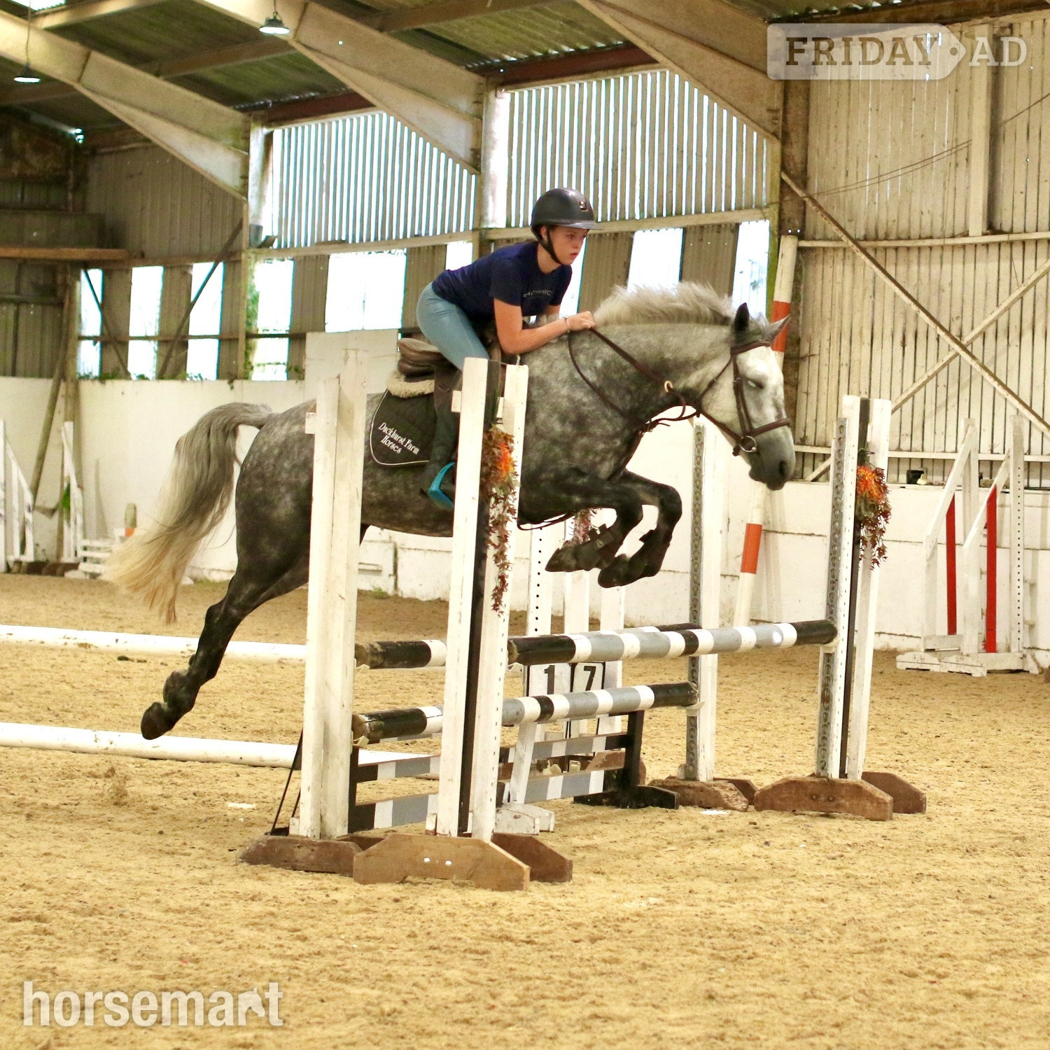 Staplehurst "Josie" Dapple Grey Mare All Rounder