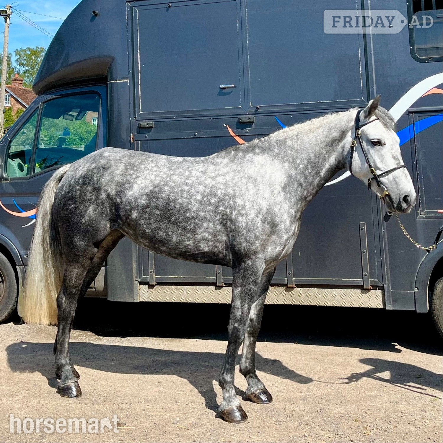 "Josie" Dapple Grey Mare All Rounder