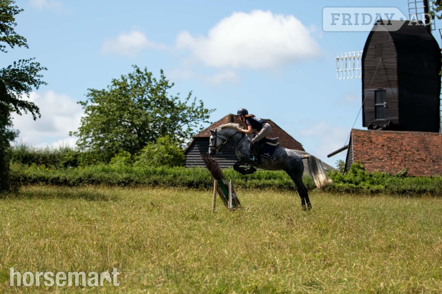 "Josie" Dapple Grey Mare All Rounder - Horses