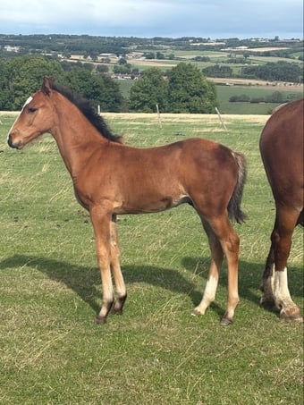 "." Bay Colt Youngstock / Foal