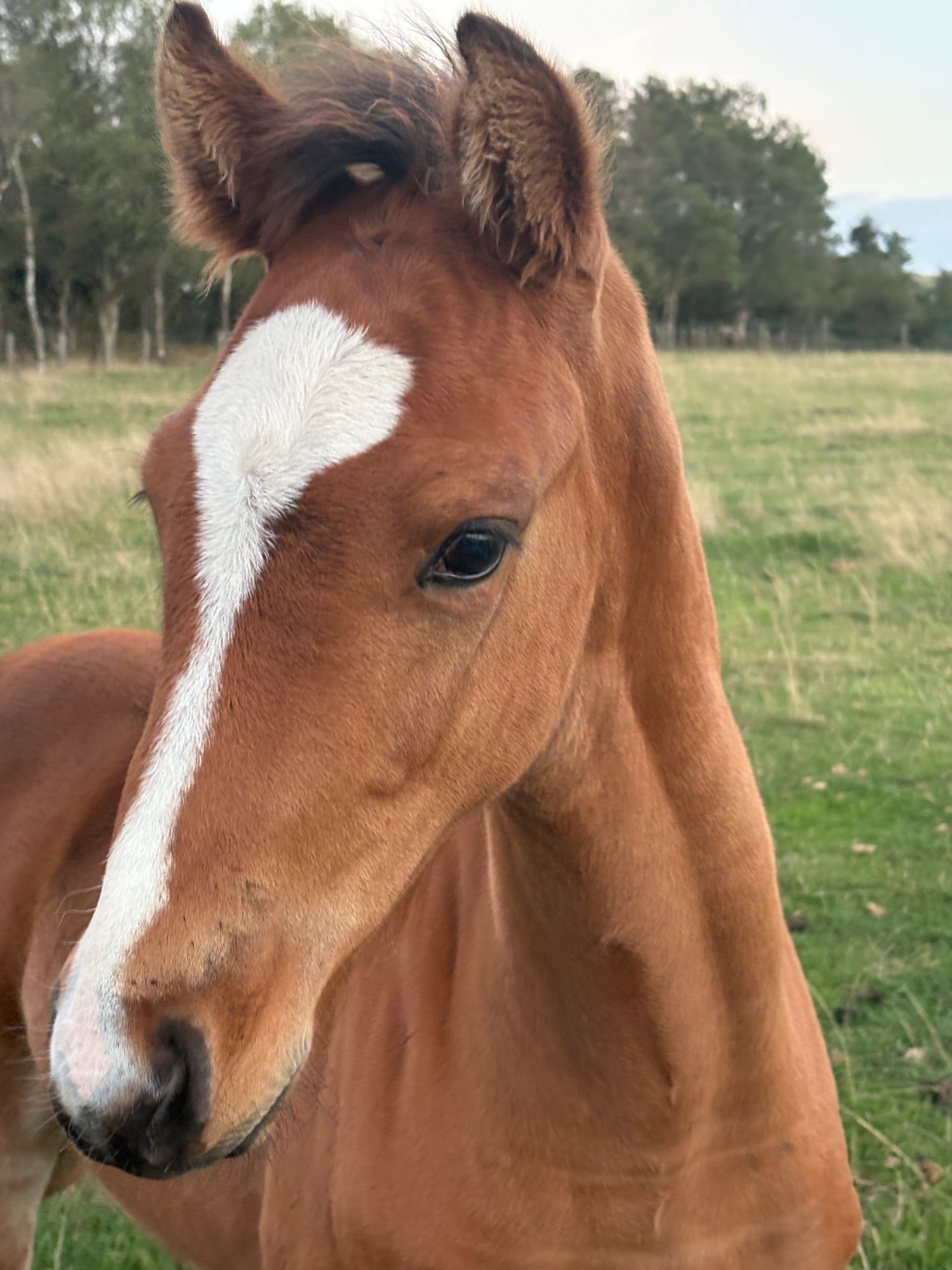 "." Bay Colt Youngstock / Foal
