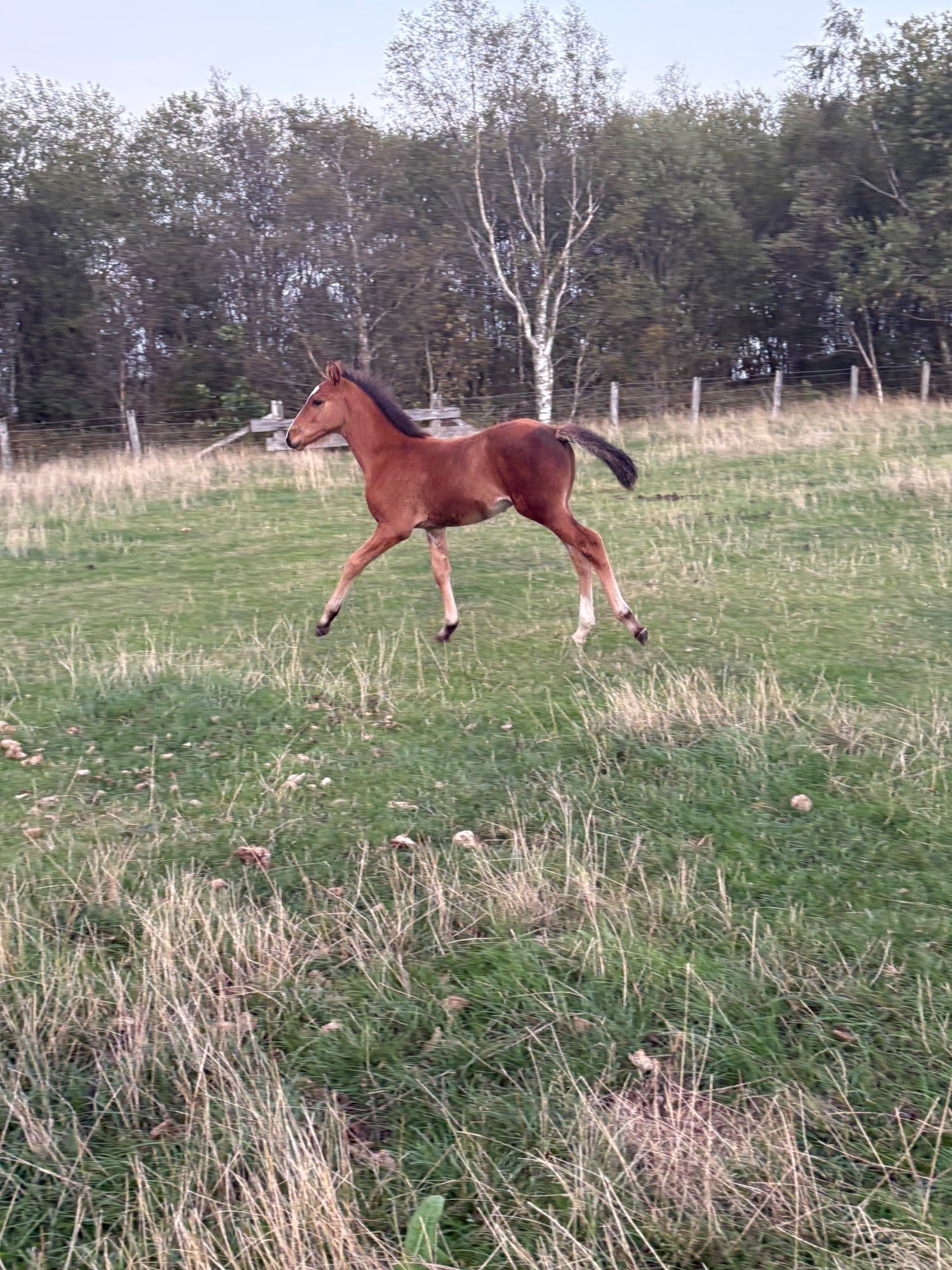 Lanchester "." Bay Colt Youngstock / Foal