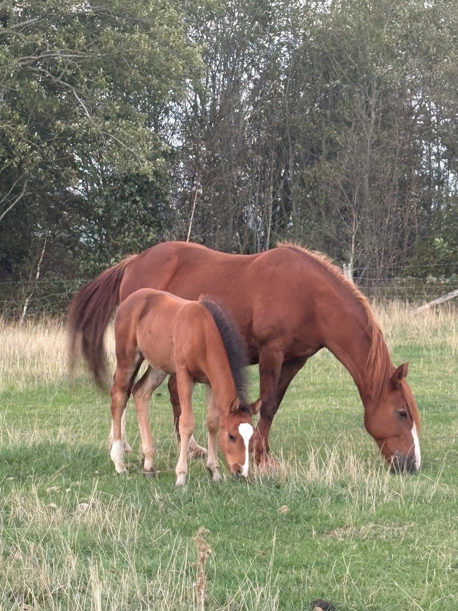 "." Bay Colt Youngstock / Foal - Horses in Lanchester