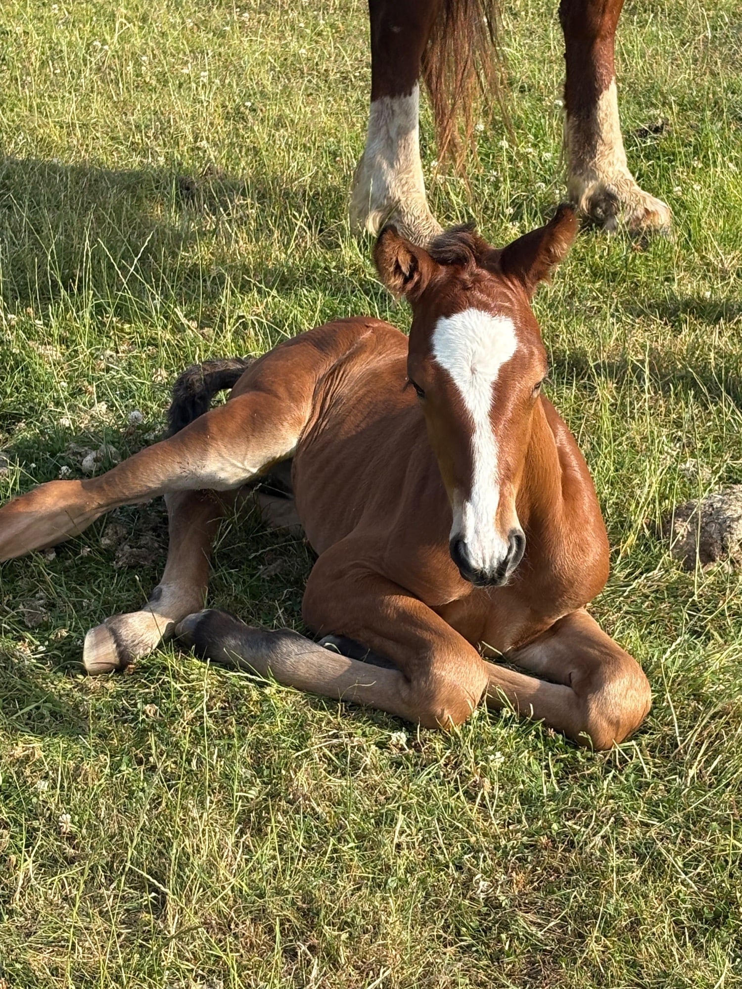 "." Bay Colt Youngstock / Foal - Horses