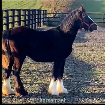 "Traditional " Black Filly Cob/Heavy Horse
