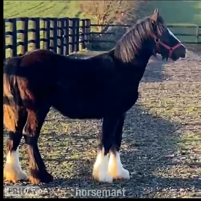 "Traditional " Black Filly Cob/Heavy Horse in Leeds