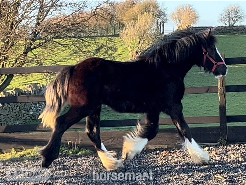 "Traditional " Black Filly Cob/Heavy Horse