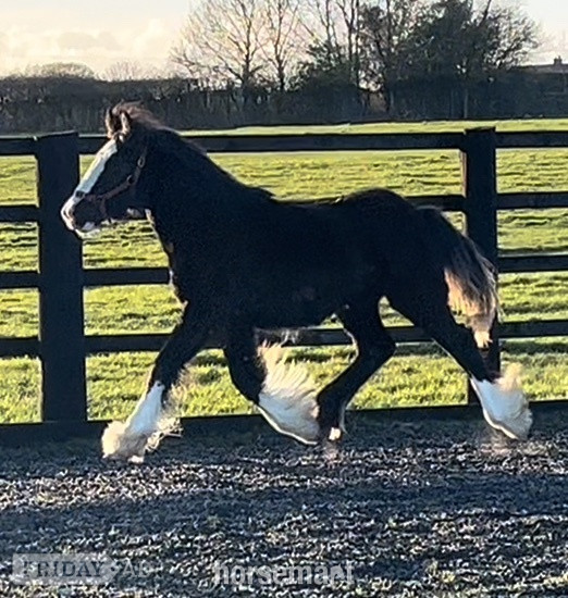 Leeds "Traditional " Black Filly Cob/Heavy Horse