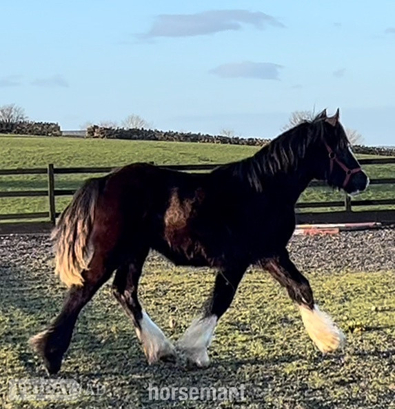 "Traditional " Black Filly Cob/Heavy Horse - Horses in Leeds