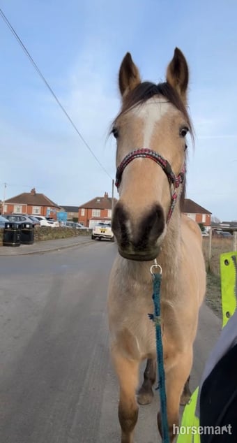 "Dingle " Dun Gelding Youngstock / Foal