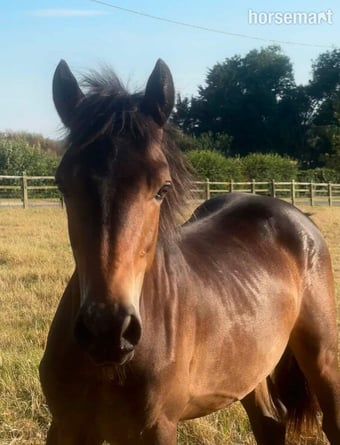 "Spirit" Chocolate Dun Colt Youngstock / Foal