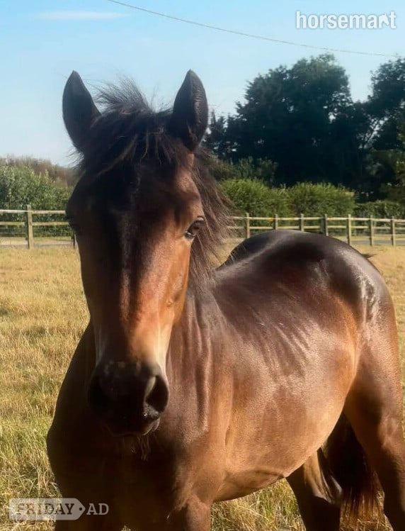 "Spirit" Chocolate Dun Colt Youngstock / Foal in Wickford