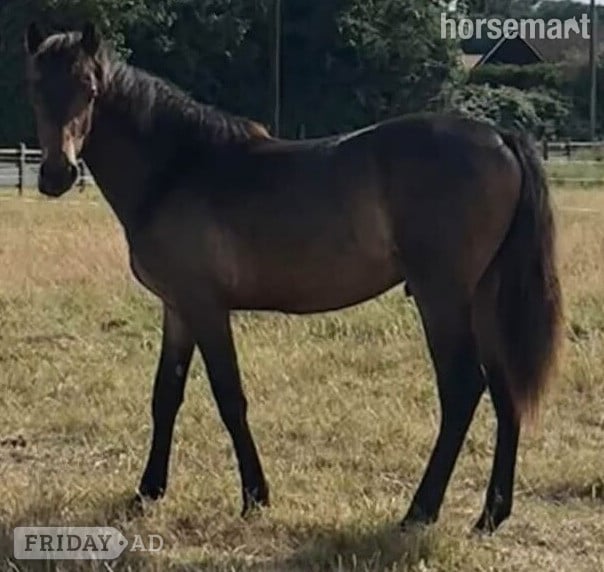 "Spirit" Chocolate Dun Colt Youngstock / Foal