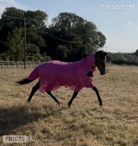 Wickford "Spirit" Chocolate Dun Colt Youngstock / Foal