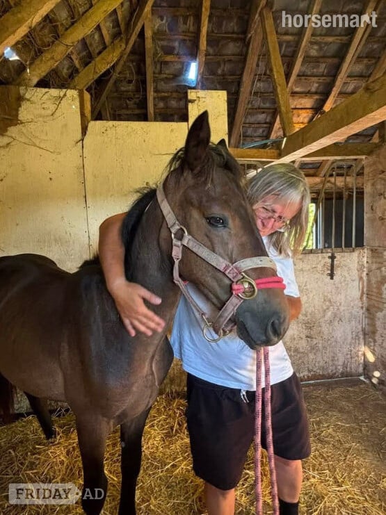 "Spirit" Chocolate Dun Colt Youngstock / Foal - Horses in Wickford