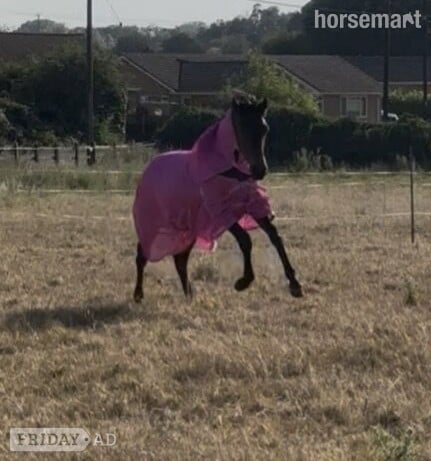 "Spirit" Chocolate Dun Colt Youngstock / Foal - Horses