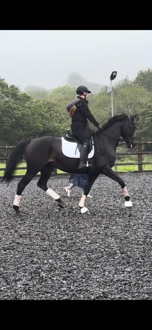 "Wendy" Dark Bay Mare Dressage Horse
