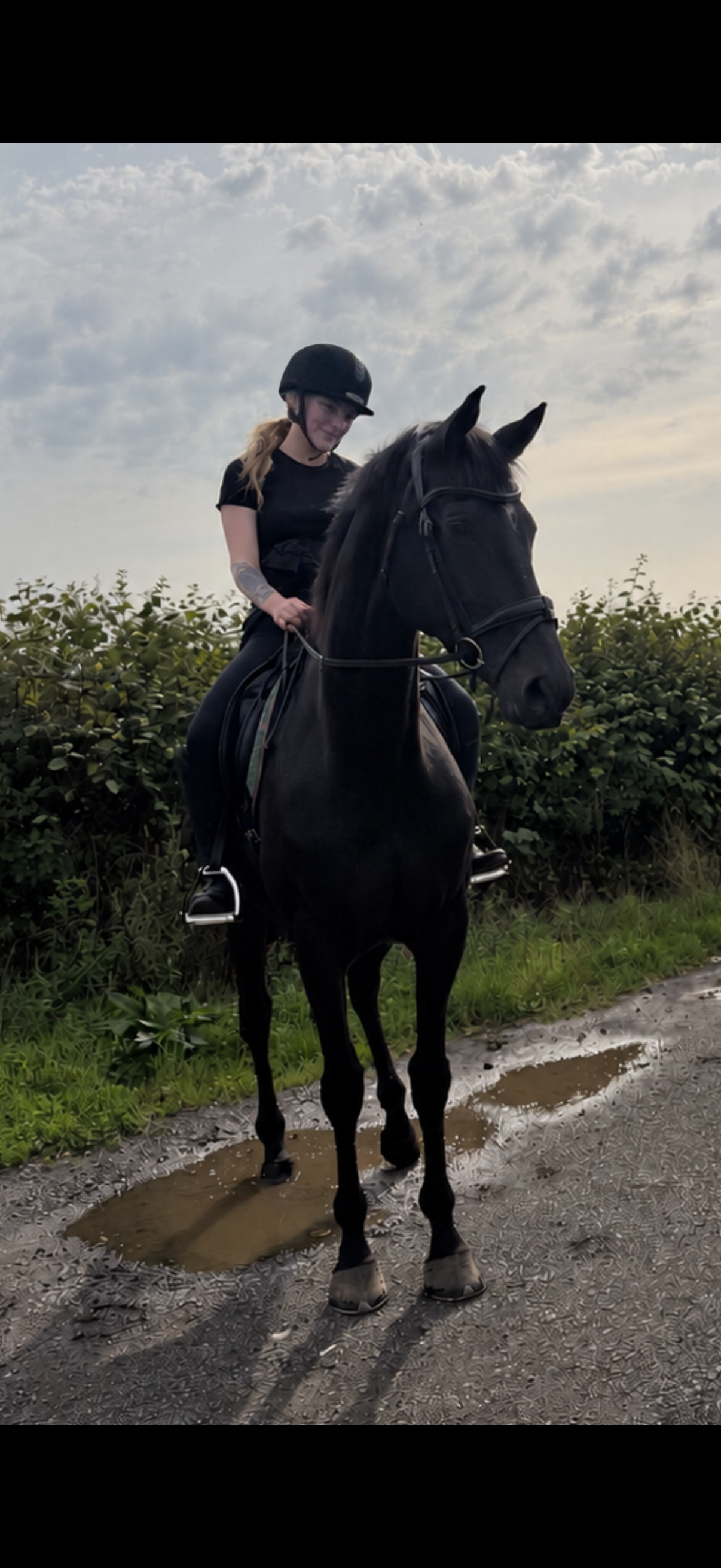 "Wendy" Dark Bay Mare Dressage Horse