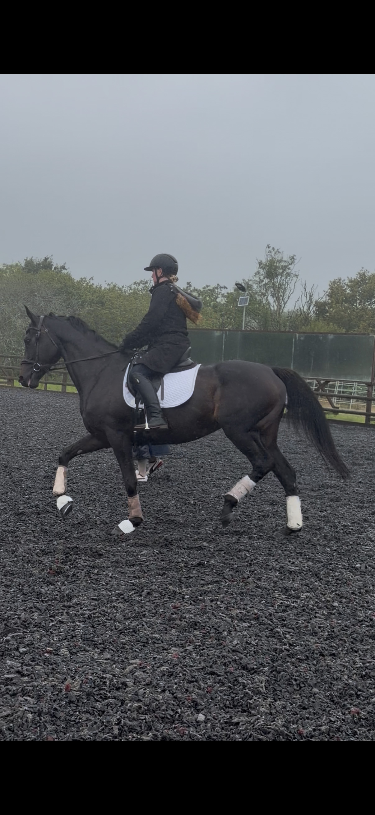 Swansea "Wendy" Dark Bay Mare Dressage Horse